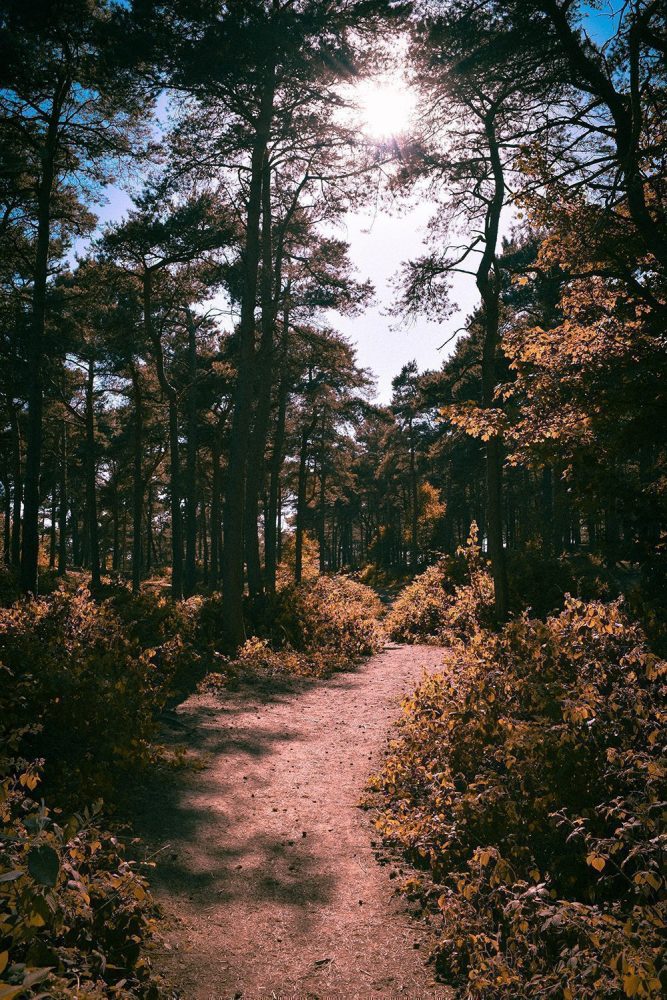 Sun Shine through a Forest of Trees