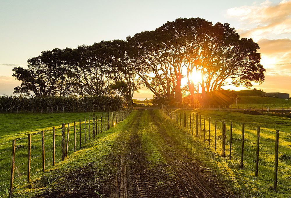 view of a dirt track with trees in the distance. A sunset behind