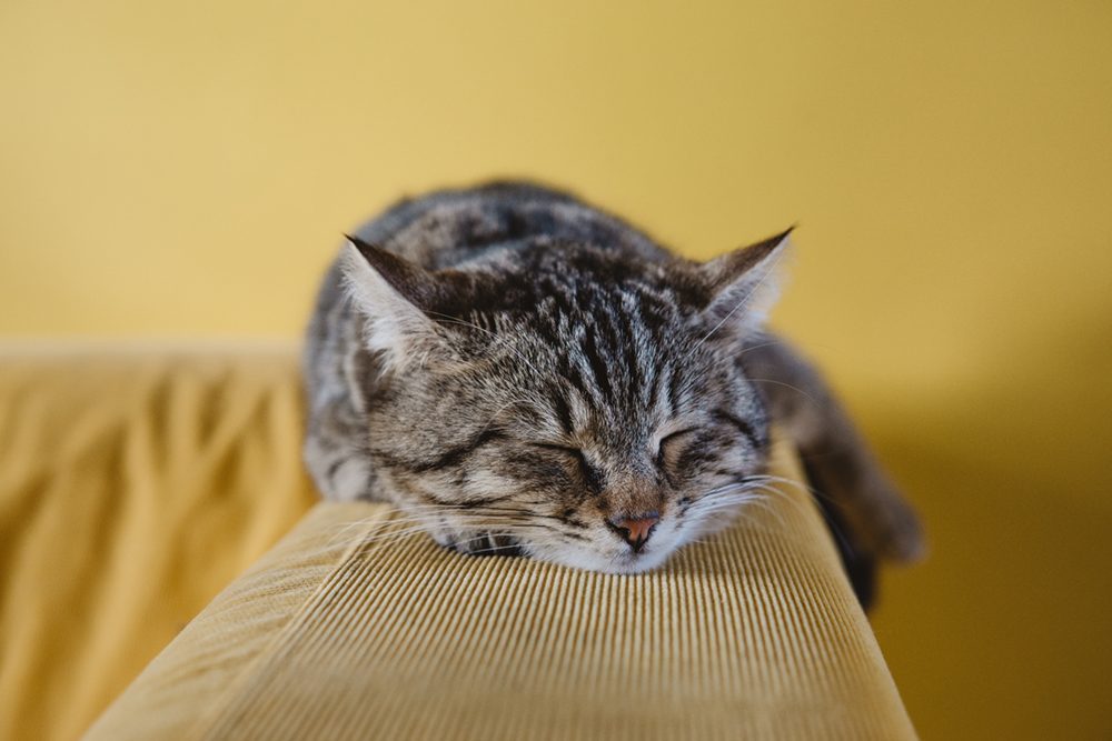 brown tabby cat laying on the arm of a yellow sofa